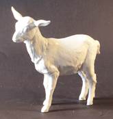 GoatLarge